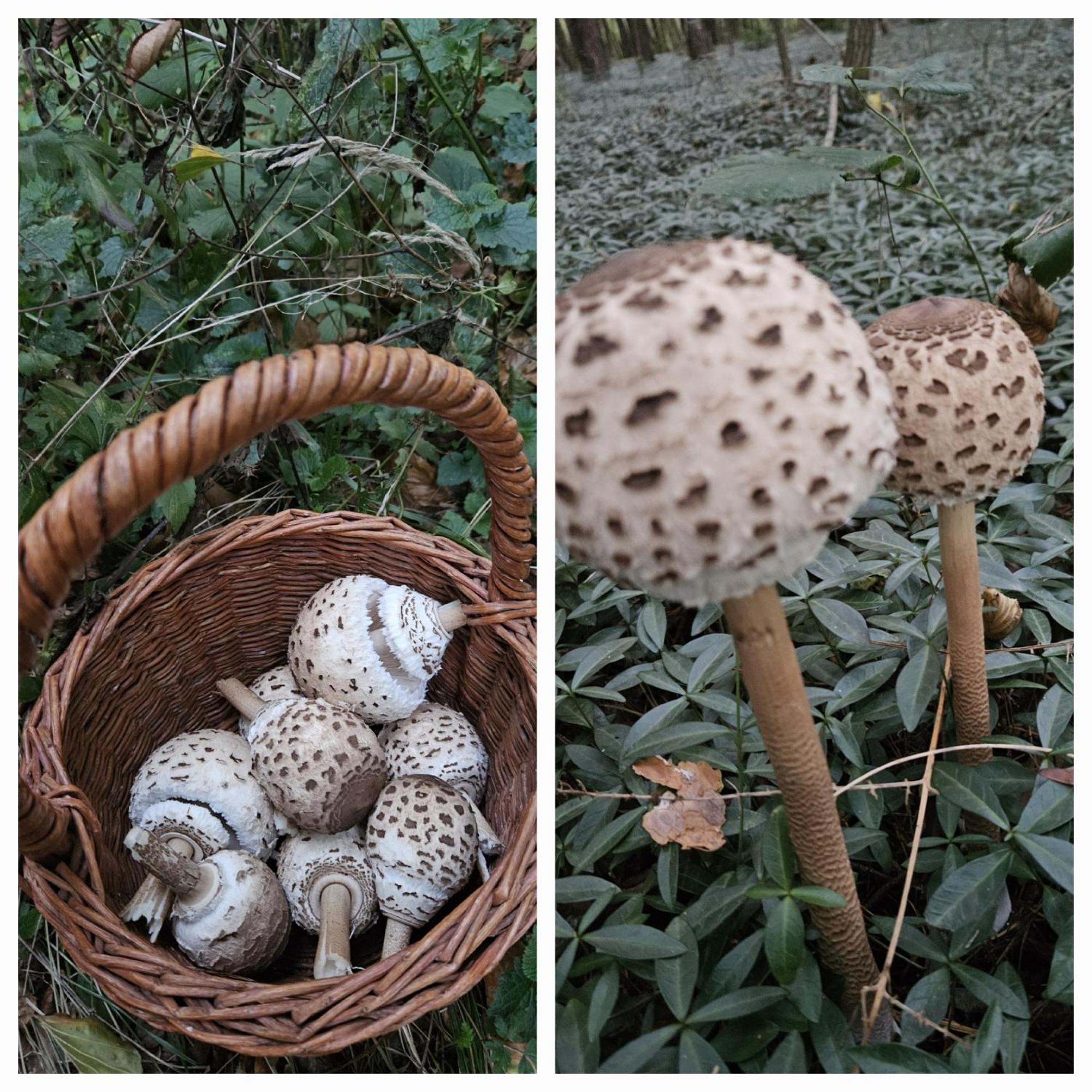 Gozdarjeva Hiska M&K Villa Dobrovnik Buitenkant foto